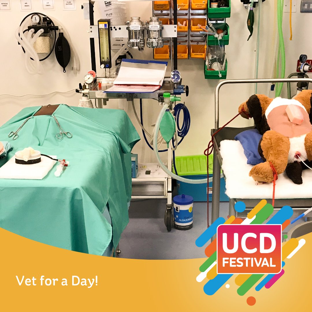 🐎 Come and get hands-on in this experience with the @ucdvetmed Clinical Skills Centre team! Using simulation models, get involved in surgery prep, milk Nóra the Cow and deliver new puppies into the world! Plan your fun-filled #UCDFestival day 👉 festival.ucd.ie