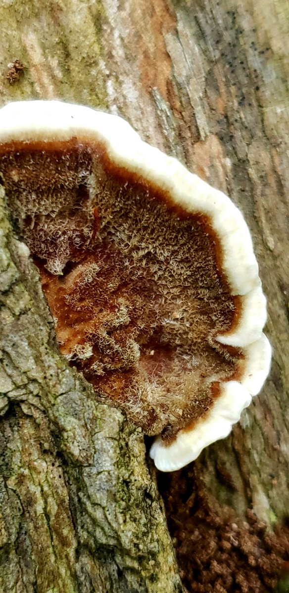 Brand new Turkey Tails. You can tell by the thick, bright white edge to it.