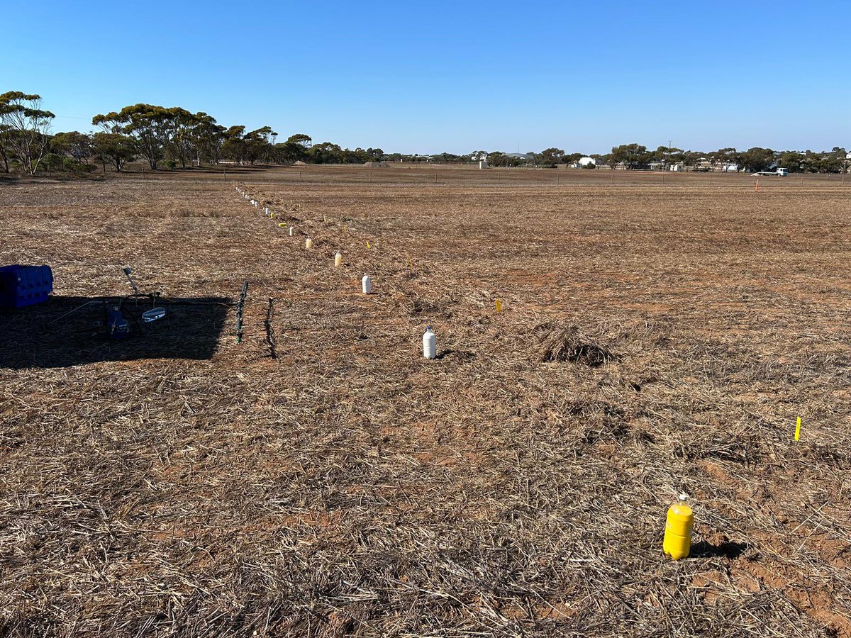 2024 research and learning trial site in the ground. How well will the Pre Em herbicides persist in the dry?
Thanks <a href="/Ware_AH/">Andrew Ware</a> and the team. 🤘🏽🤘🏽