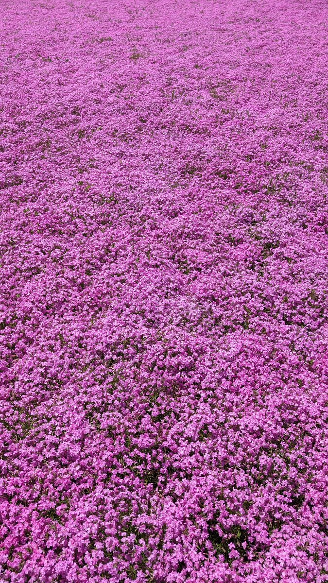 一面の芝桜😊＃富士芝桜まつり