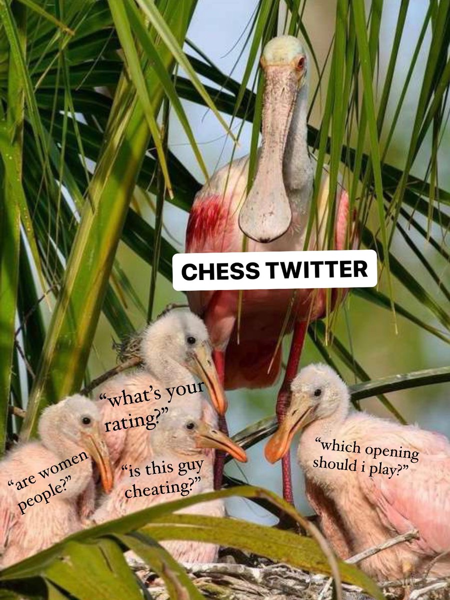 julia 🐁 tweet media