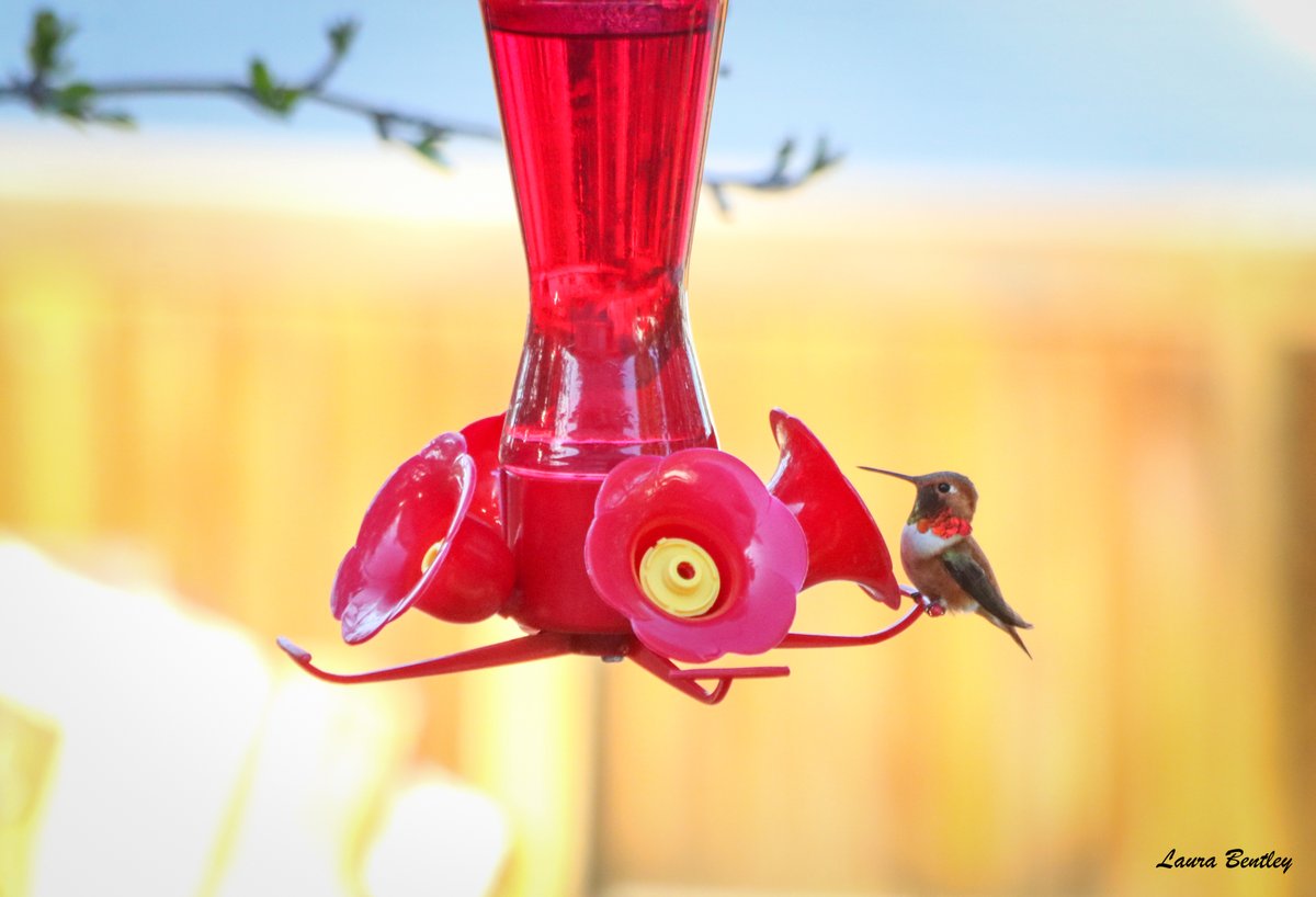 You know I had a bird when I this little guy, rufous hummingbird, showed up moments ago! Do you know where your hummingbirds are? I do ☺️Calgary, AB. Been watching the map & put my feeder up just yesterday!!! hummingbirdcentral.com/hummingbird-mi…