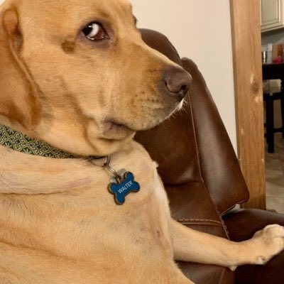 Side Eye Dog Coin | SOLANA tweet media