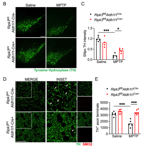 Factors released from dying neurons signal through RAGE to induce astrocytic RIPK3 signaling, which confers inflammatory and neurotoxic functional activity. This neuron-glia crosstalk perpetuates  neurodegeneration @briandanielsli @JCI_insight 
insight.jci.org/articles/view/…