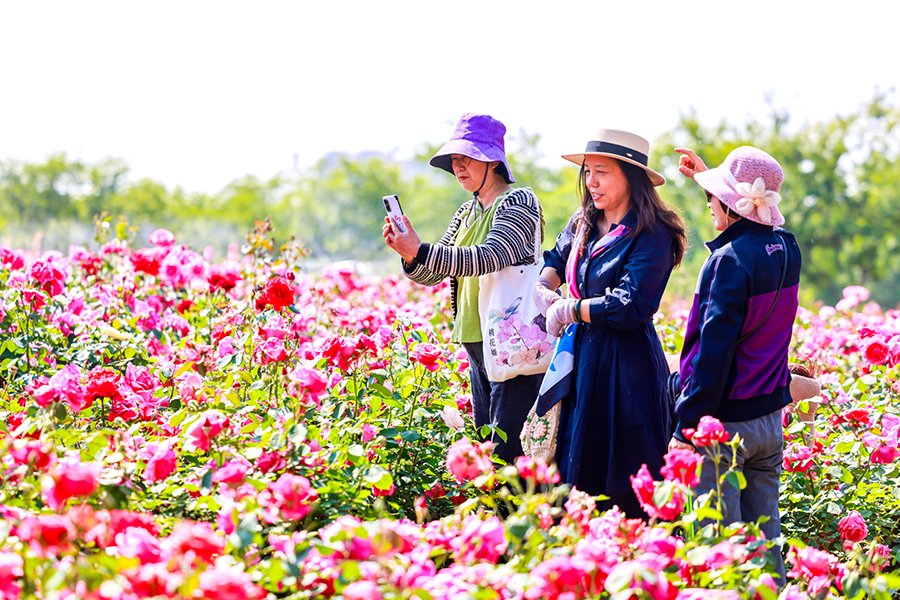 #聊城 九州洼月季旅游景区数万株月季花竞相绽放，各色月季花傲立枝头、争奇斗艳，吸引了大量市民游客前来观赏。