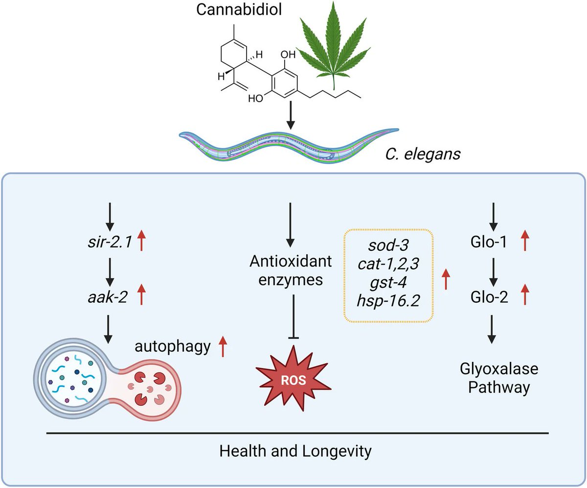 🧠💡 Interesting review exploring the anti-ageing effects of cannabinoids in C elegans (nematodes). #Cannabidiol may extend #healthspan and #lifespan by inducing autophagy and reducing oxidative stress.

Learn more👉 tinyurl.com/4ucyx9hs

#HealthyAgeing