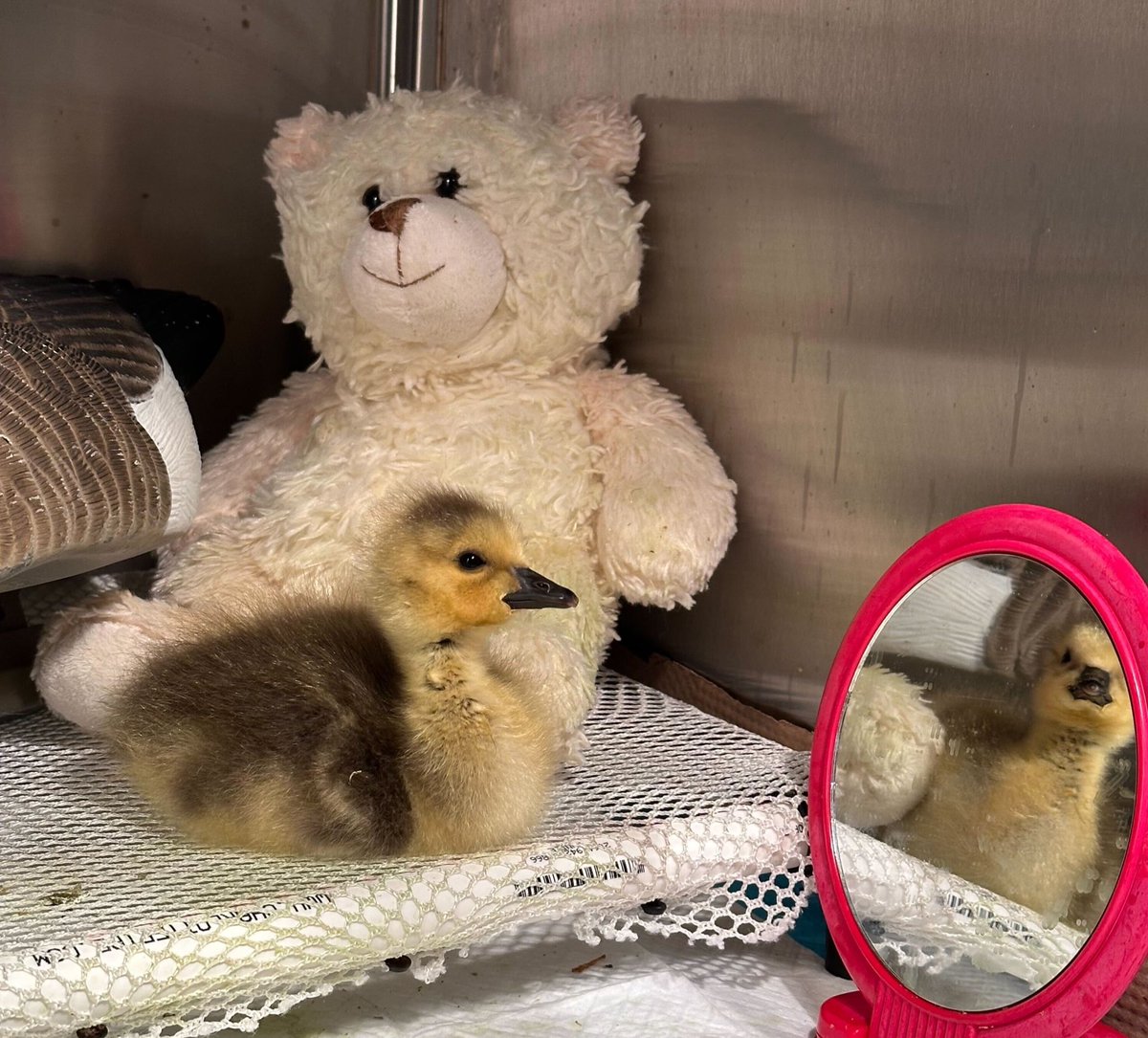 One of the upsides of admitting these babies is that we can often return them to the wild fairly quickly because it is sometimes possible to place them with a Canada goose foster family. Geese are good like that! Ducks not so much.

📷: Carolina Ramone