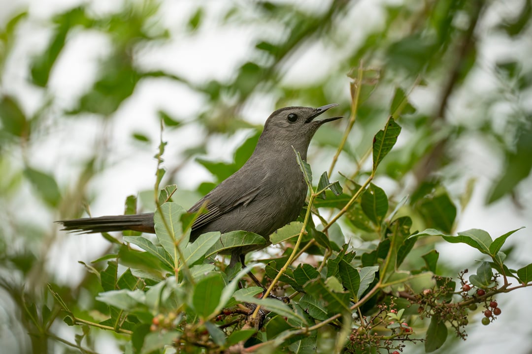 🐦 Join us in celebrating #WorldMigratoryBirdDay this Saturday! Learn about the role North American Songbirds play in nature and how you can get involved with the #SAFE program: bit.ly/3Uw9WCN. 🌿 Look out for more info next week! #SAFENAS #Birds #Ecosystem