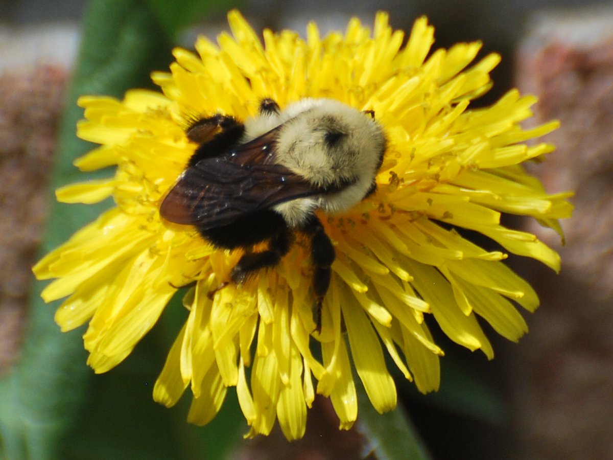 #bee on #dandilions #savethebees #savetheplanet #bumblebees🐝 #naturephotography #bees #photography #photooftheday #photographer #tbt❤️ #nikond60 #alfredontario #easternontario