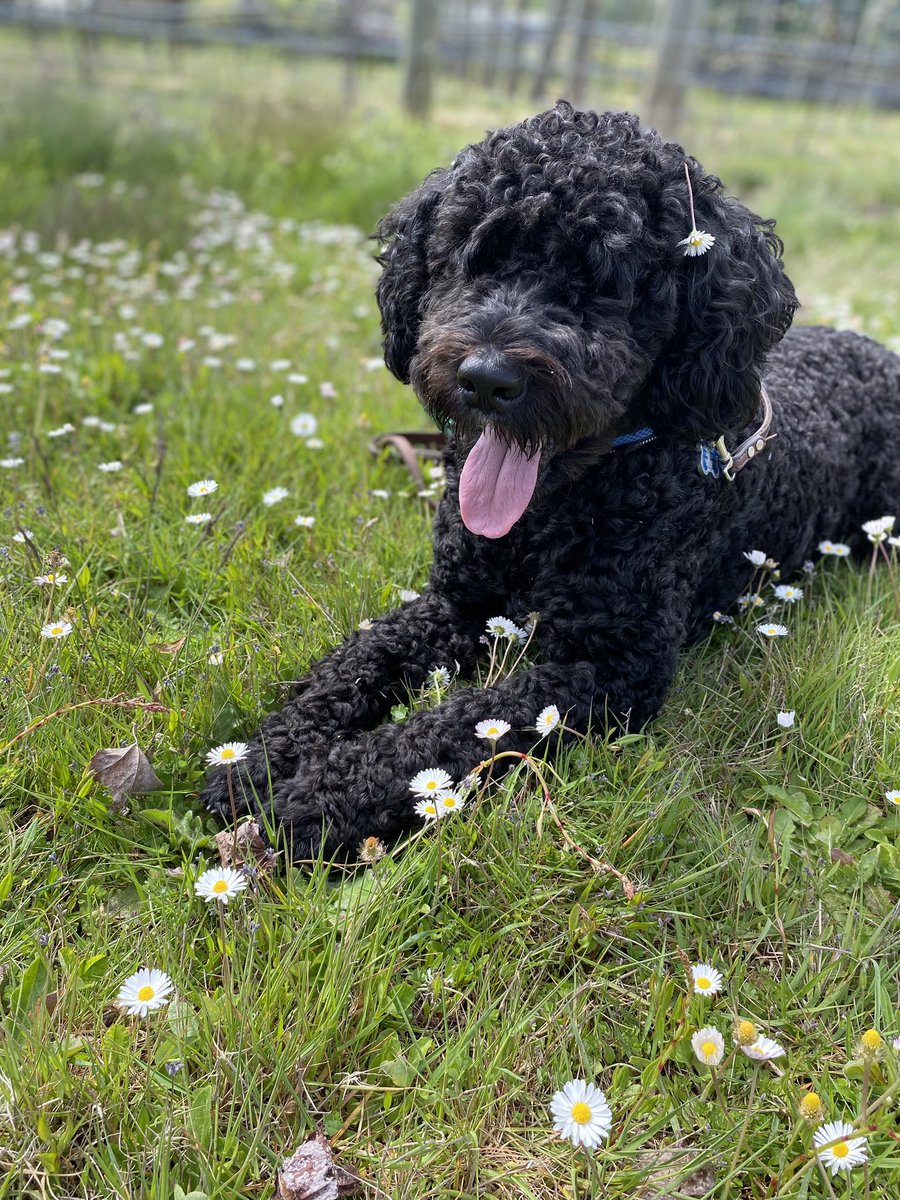 kathelburt's tweet photo. Bailey basking in the glorious sunshine of Victoria, BC, soaking up the promise of a bright and beautiful spring season.
#BaileyBoy #PuppyLove #SpringHasSprung https://t.co/dvnlrVklXO