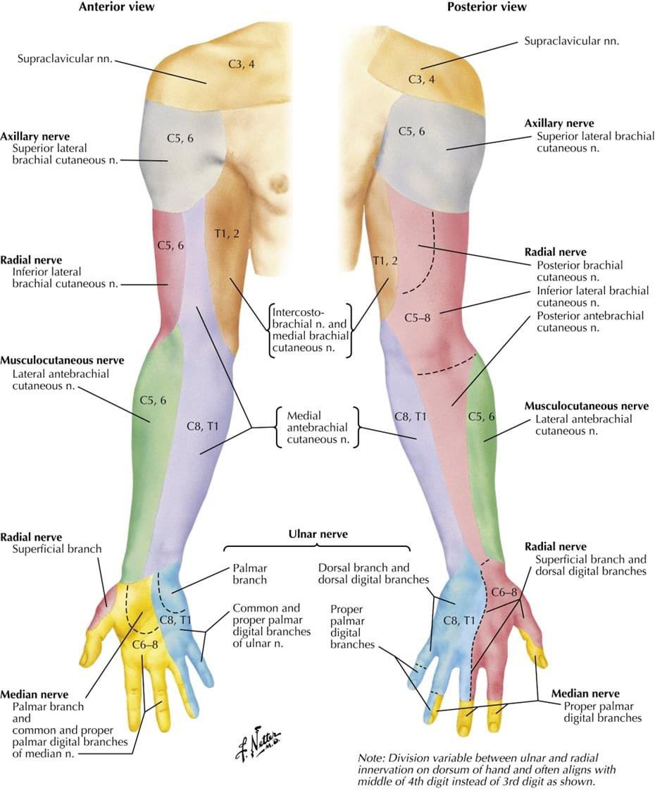 Quick refresher on the innervation and dermatomes of the upper extremities. Full free course at: youtube.com/channel/UC6A5C… #ChronicPain #painmanagement #painphysician #neuropathicpain