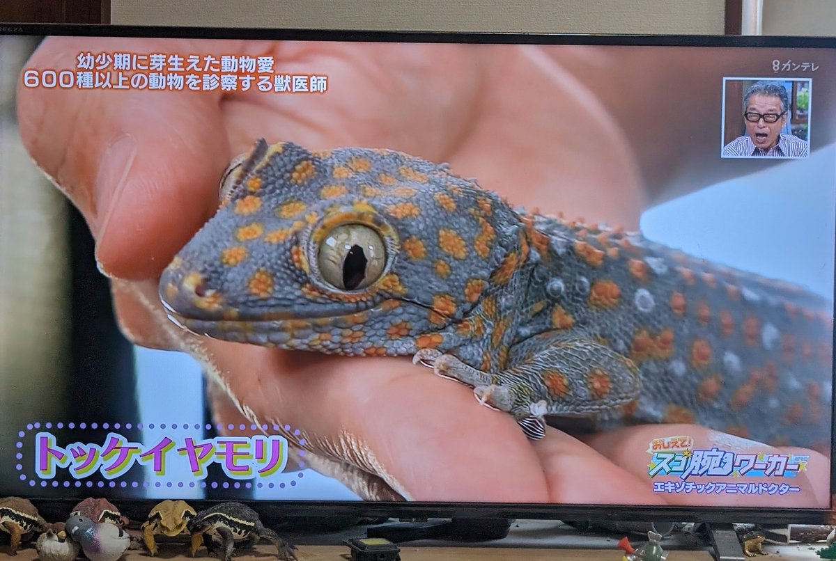 関西テレビのよ～いドンにトッケイ！ #トッケイ #tokaygecko