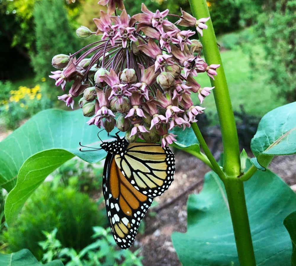 Check out this month's Oklahoma Outside to learn what plants you can add to your landscape to attract and support more butterflies than ever. bit.ly/hosting-butter… 📷 Kim Toscano