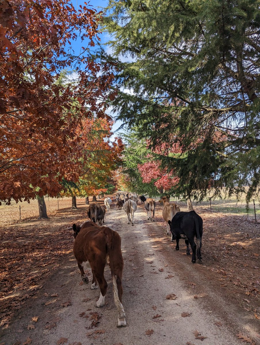 Pushing up to graze the roadside