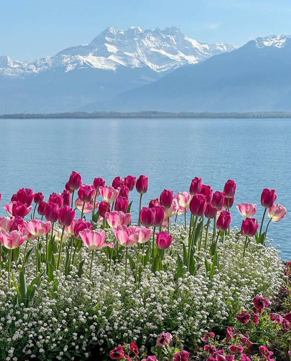 #beautiful #flowers #tulips #summer #nature #sea