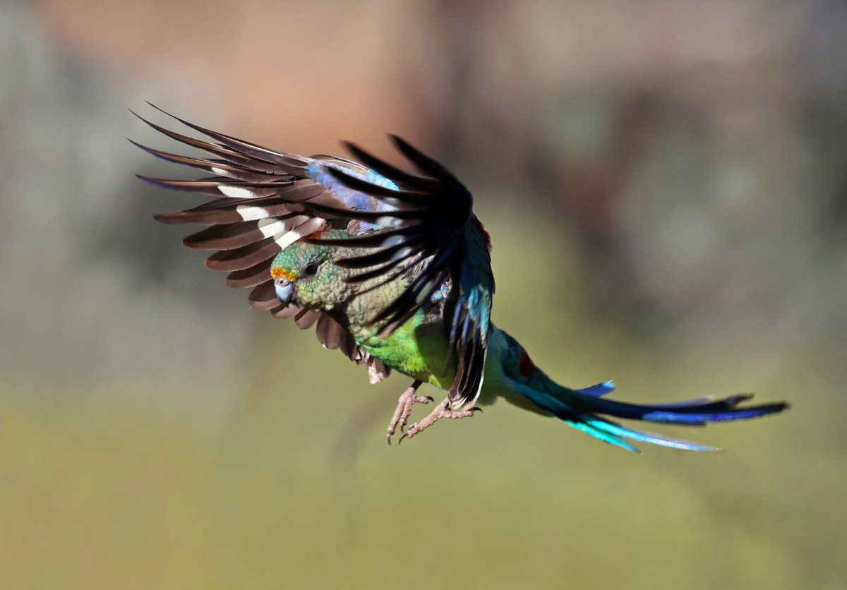 Female mulga parrot.
Gluepot Reserve.