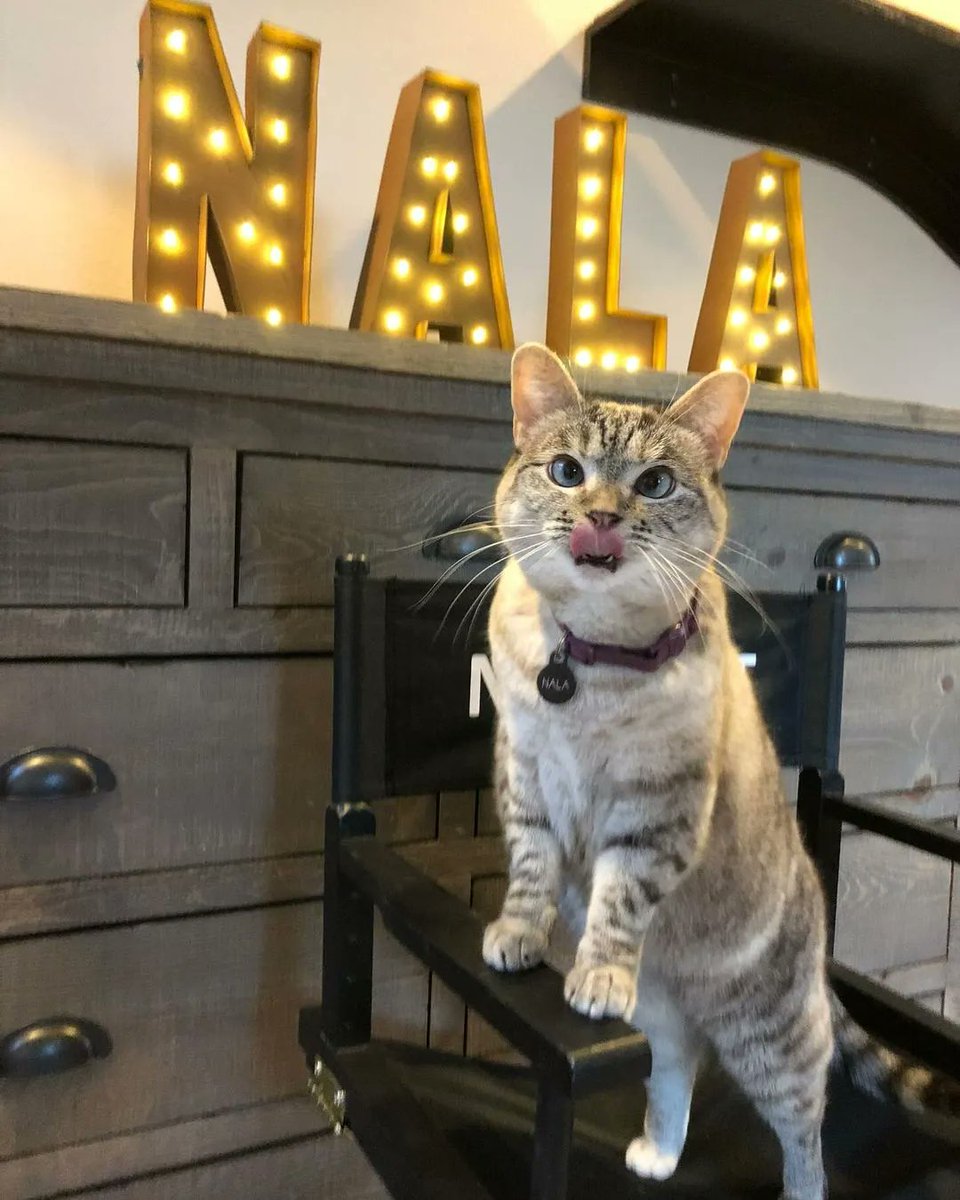 NalaCatCoin's tweet photo. First broadcasting in our community and #NALA is first in the line to get in the spotlight

Don't waste your time anymore and HODL some #NALA https://t.co/naYAO9bbsj
