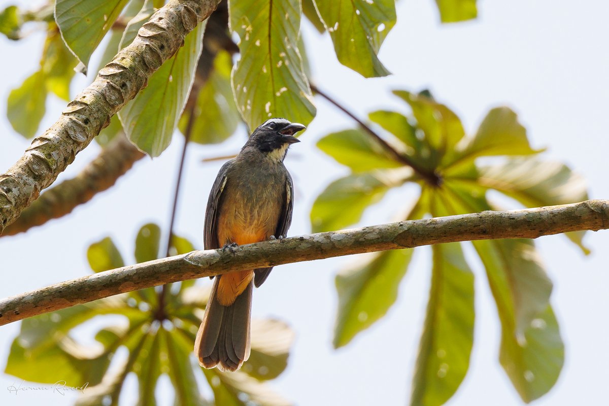 From Belize for #BirdsSeenIn2024... 
Bright-rumped Attila (Attila spadiceus) & Cinnamon-bellied Saltator (Saltator grandis)
St. Herman's Blue Hole National Park, Belize
April 2024
#BirdsOfBelize #BirdsSeenIn2024 #birds #birdwatcher #BirdsOfTwitter #BirdsofX