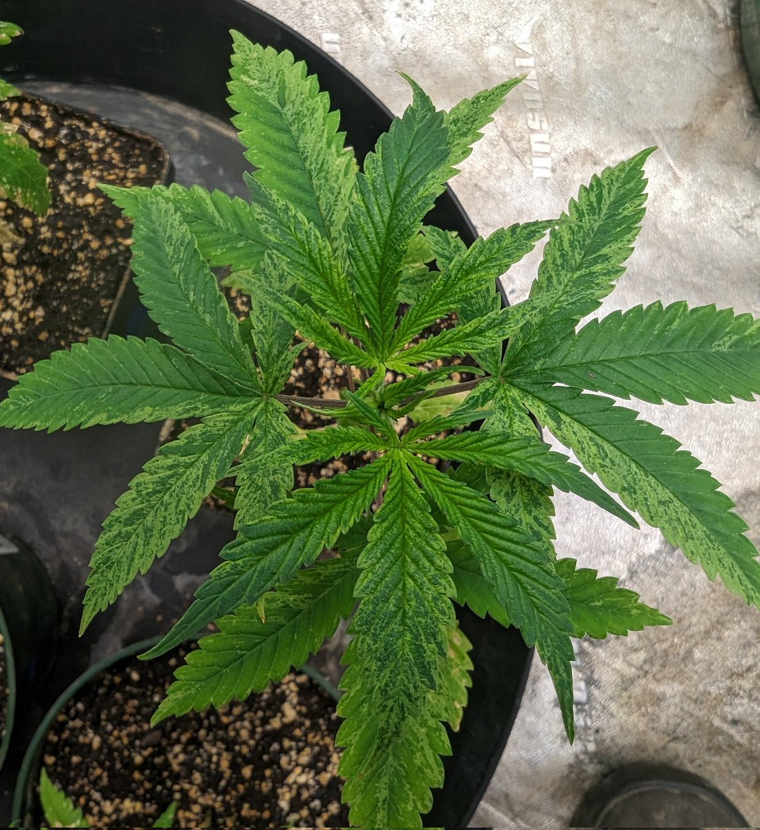 Got some variegation going on on one of the Oasis Fruit testers! One of the siblings is also displaying some, but not as much. Should know sex of the testers any day now!
#CannaLand #CannabisCommunity #Mmemberville
#CannabisCulture #420friendly #420community #ouid #homegrown