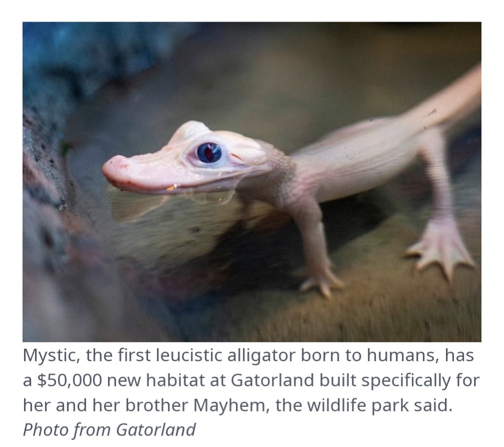 Why did humans give birth to this leucistic alligator and why is no one concerned about this?