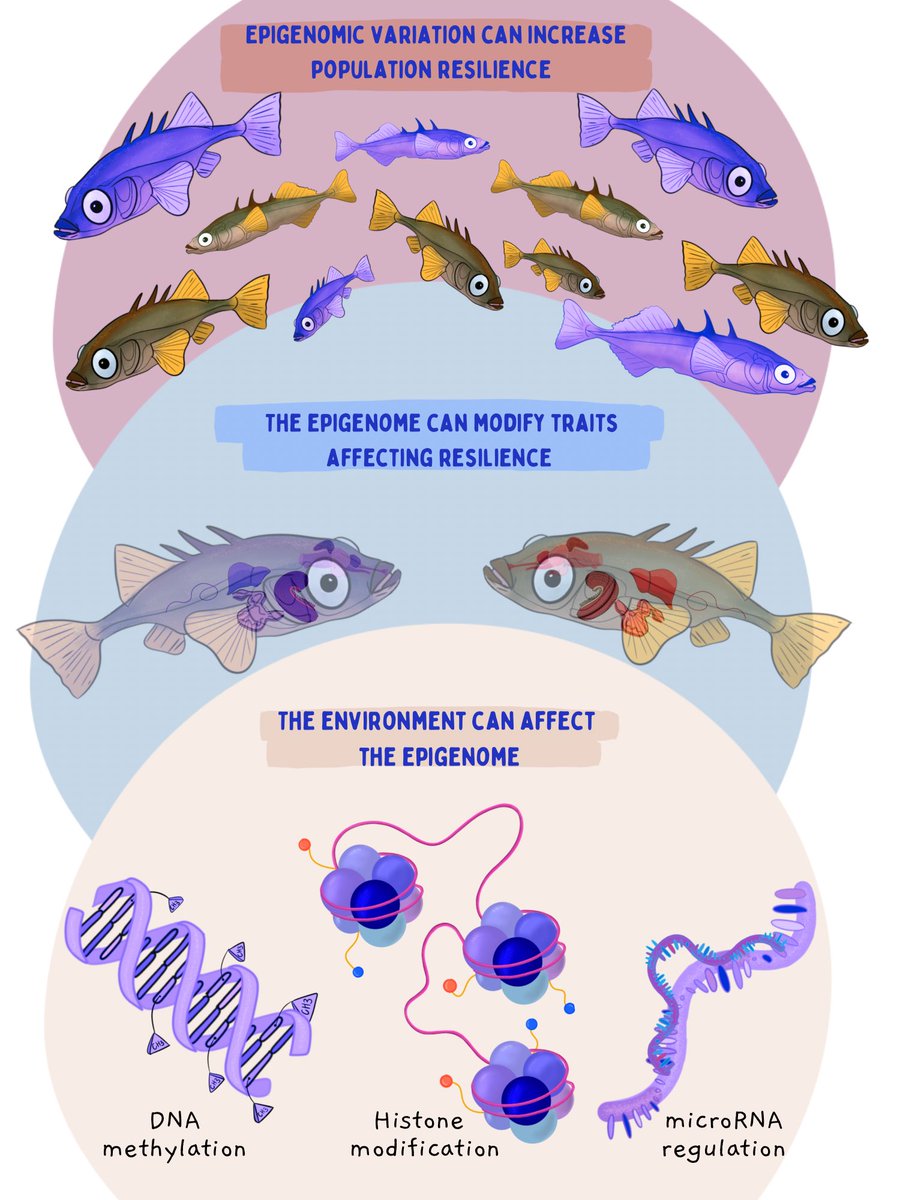 NEWWWW REVIEW (and illustrations🤠)! Resilience to environmental change is typically considered at the ecosystem or community level. However, lower levels of biological organization like epigenetics, may cascade up to influence species resilience!! academic.oup.com/icb/advance-ar…