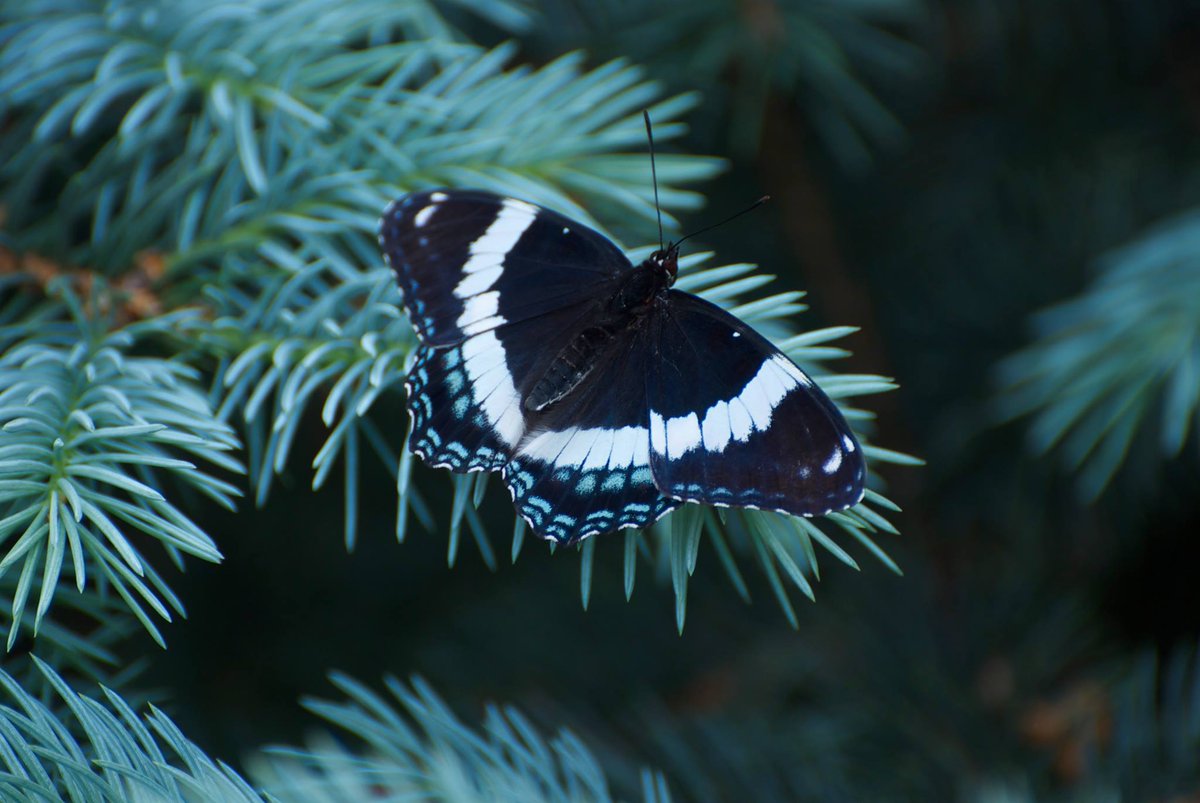 #butterfly🦋 #naturephotography #nikonphotography #photography #backyardphotography #tbt❤️ #butterflies #nikond60 #alfredontario #easternontario #photooftheday #naturephotography #naturelovers #photographeronx