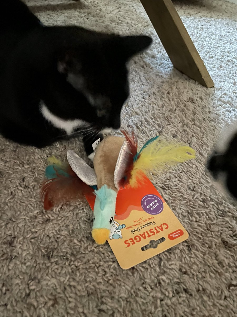 Kieran tried to help me open my purresent at my bday pawty yesterday. I got several toys! ~Wednesday 🐾 🥳 #CatsOfTwitter #CatsOfX #CowCats #PanfurSquad #FluffyFursday #SiblingLife #HappyBirthday #BirthdayParty