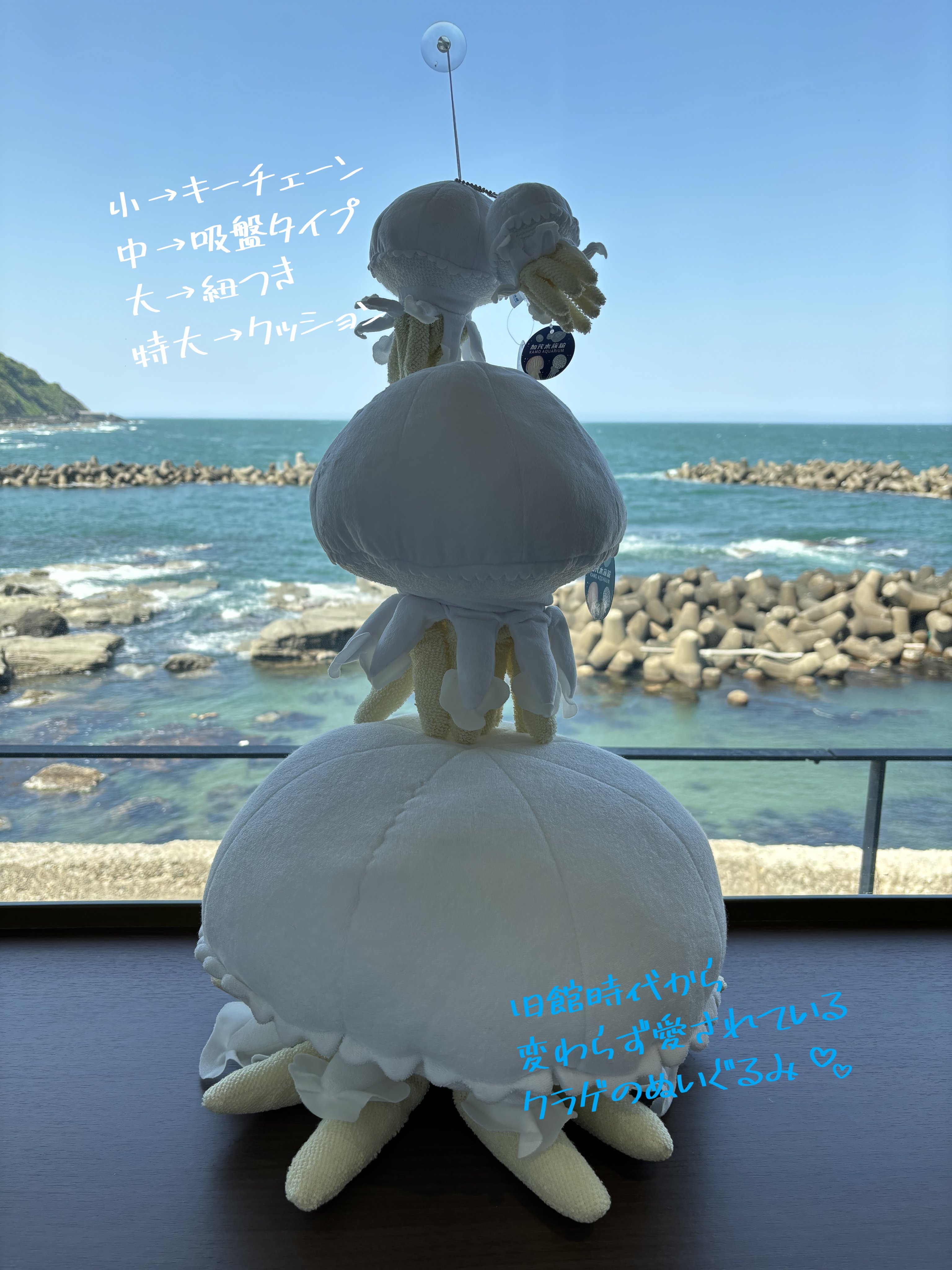 鶴岡市立加茂水族館 on X: 