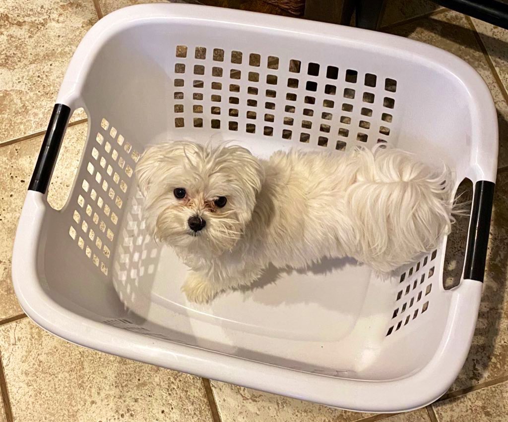 #PostAFavPic4VioletMay24
Day 9 #LostSockMemorialDay 
I know my sock used to be in this basket. Where did it go? I was not coming out until I got my sock back but then I was offered a delicious treat and I couldn’t resist 🤭 #Georgie #DogsOfX #LostSock 🧦