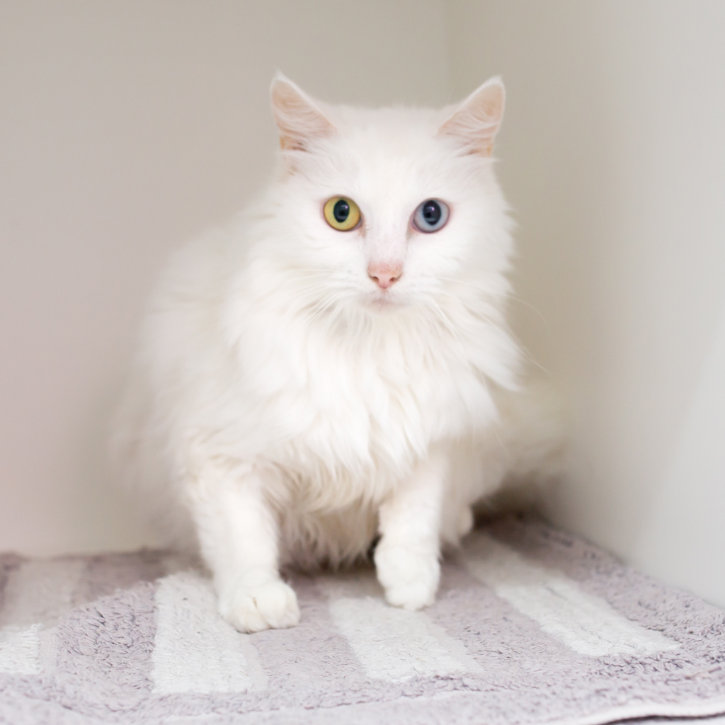 🐾✨ Hello, wonderful humans! My name is Celeste, and I've been dreaming of finding my forever family. With my snow-white coat and mesmerizing multi-colored stare, I'm ready to steal your heart! For more on Celeste please visit - bit.ly/AWLQCeleste127…