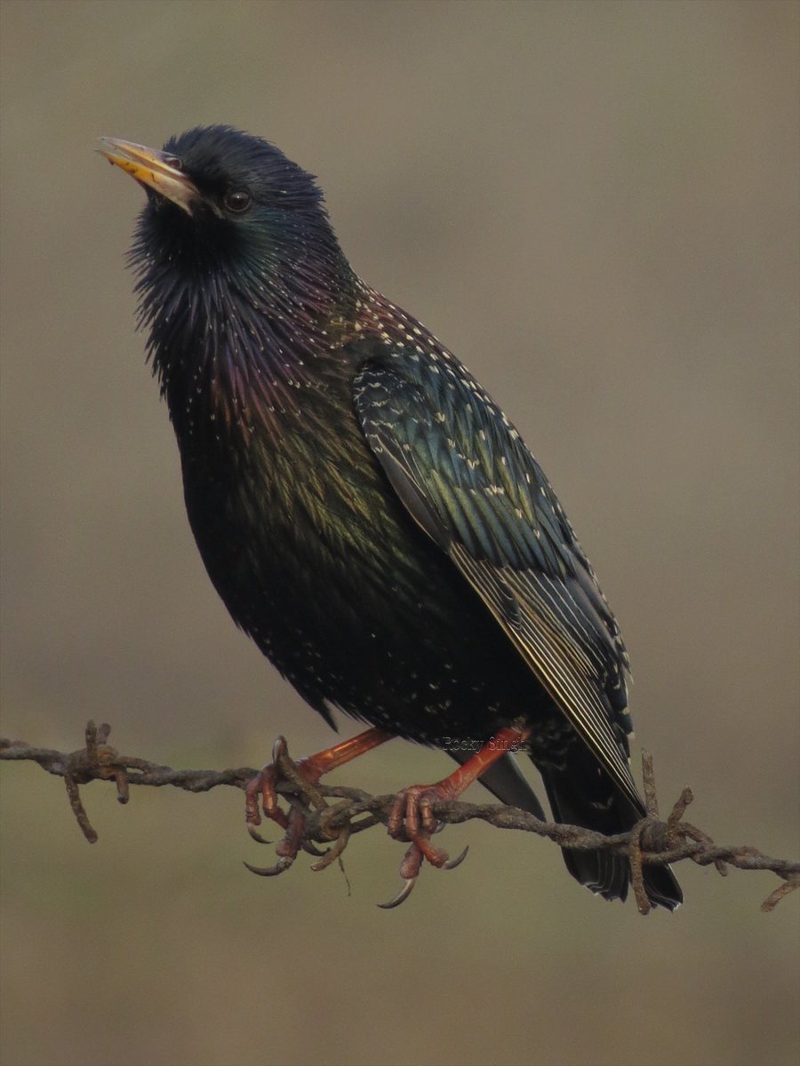 During a hectic period in life, a few moments spent putting up these bird pics for you bring me immense peace and joy. This is a pre dawn click of the Common Starling taken in Delhi, a beautiful bird that flies between Europe and India to winter with us, a stunner   @indiaves
