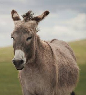 La izquierda peruana está compuesta mayormente de ignorantes que dicen que Castillo se 'derechizó' e ignorantes que dicen que Keiko hizo 'golpe de Estado' y ahora controla el país.

¿Ven por qué les digo que la izquierda está llena de burros?