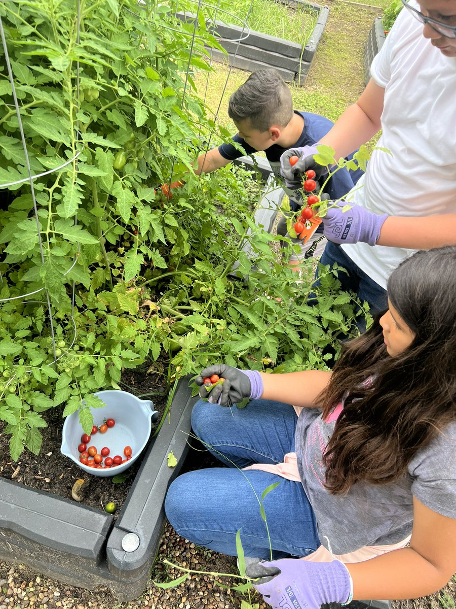 These kiddos are always excited to pick and eat the veggies we grow in the garden!  <a href="/HumbleISD_OE/">Oaks Elementary</a>  <a href="/Allison_C25/">Allison Chandler</a>
