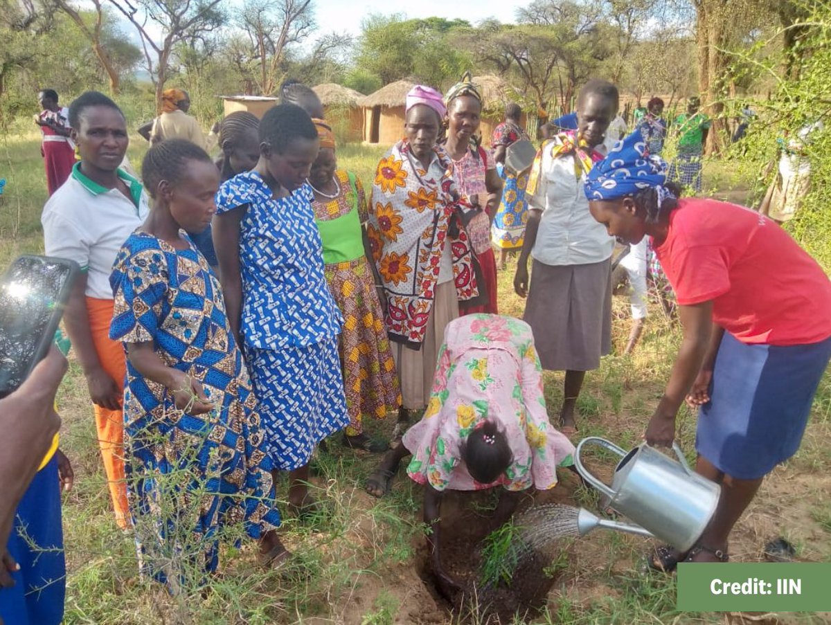 Discover how #TraditionalKnowledge and practices are helping uphold #FoodSovereignty in Kenya's Maasai, Samburu, and Pokot communities. transformativepathways.net/food-sovereign… @IinKenya