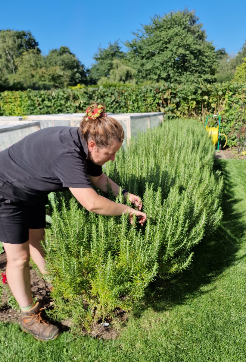 Our head gardener Emma shares her tips for success with annual and perennial herbs in her latest @Sixtyplusurfers feature. 

Go to sixtyplusurfers.co.uk/homes-and-gard… to read more.

#GardenOrganic #OrganicGardening #OrganicGarden #organic #herbs #herb #herbery #herbgarden