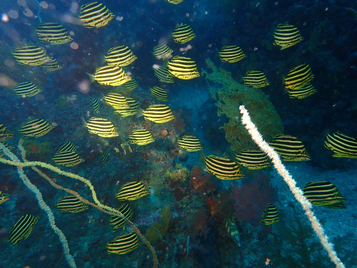 カゴカキダイが増えてきた！五島根はもっといて100匹ほど集まっています。

#scubadive #ダイビング女子 #ダイビング好きな人と繋がりたい #水中写真好きな人と繋がりたい #ファインダー越しの私の世界 #ファンダイビング #海好きな人と繋がりたい #伊東ダイビングサービス #カゴカキダイ