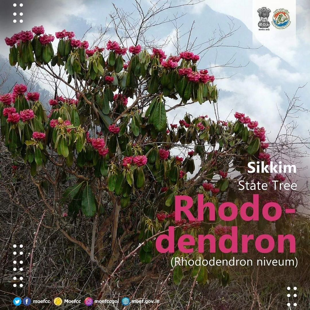 #ChooseLiFE #MissionLiFE @moefcc Sikkim State Tree - Rhodo dendron (Rhododendron niveum) @NWRailways