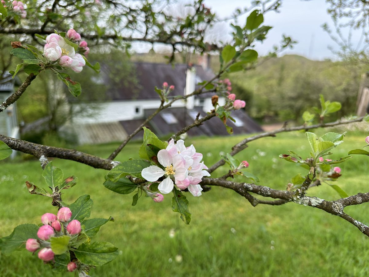 This morning at #GwylltHollow ❤️