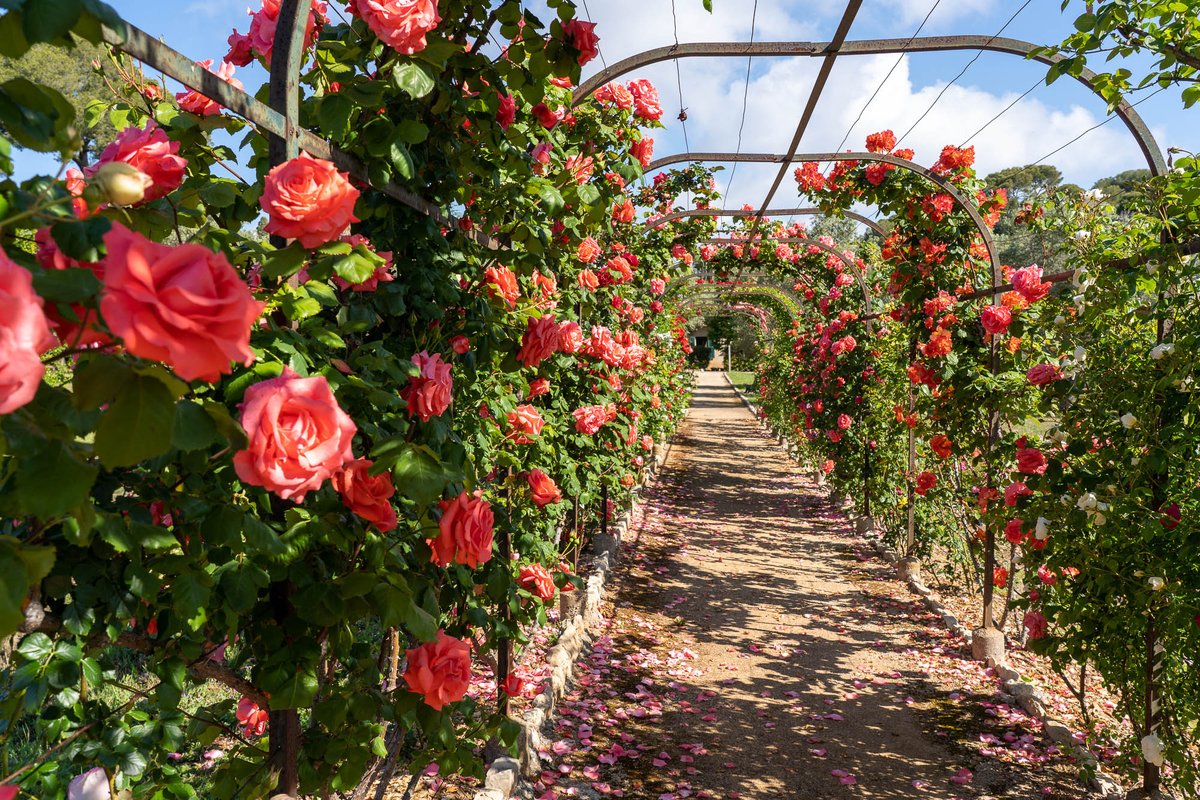 Dimanche 12 mai, venez (re)découvrir les jardins des Villas Thuret et Eilenroc, deux trésors botaniques d'#antibes. Au Jardin de la Villa Thuret, des visites guidées de l'arboretum promettent un voyage fascinant à travers la diversité des espèces végétales, tandis que les jardins…