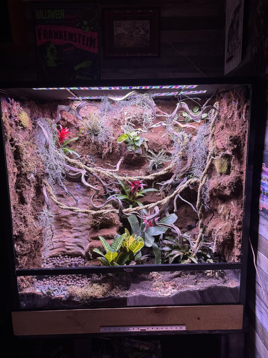 How to keep plants without pots up higher in Viv? allforgardening.com/851273/how-to-… #Vivarium