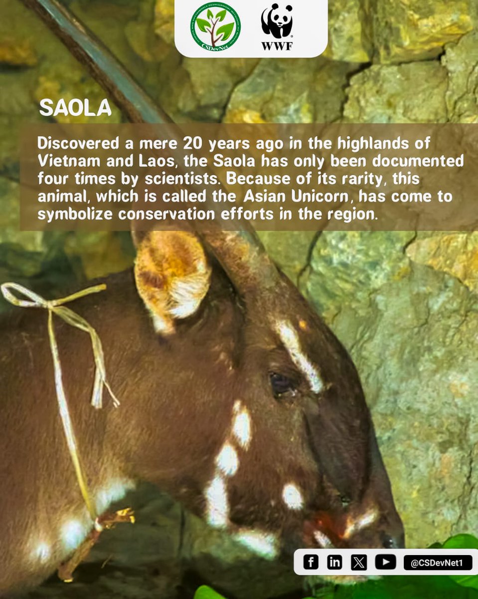 #SAOLA: A rare and elusive mammal native to Vietnam and Laos. With its distinctive horns and shy nature, the saola faces extinction due to habitat loss and hunting. We can raise awareness and support conservation efforts to save this unique #species! #Act4Nature #Endangered