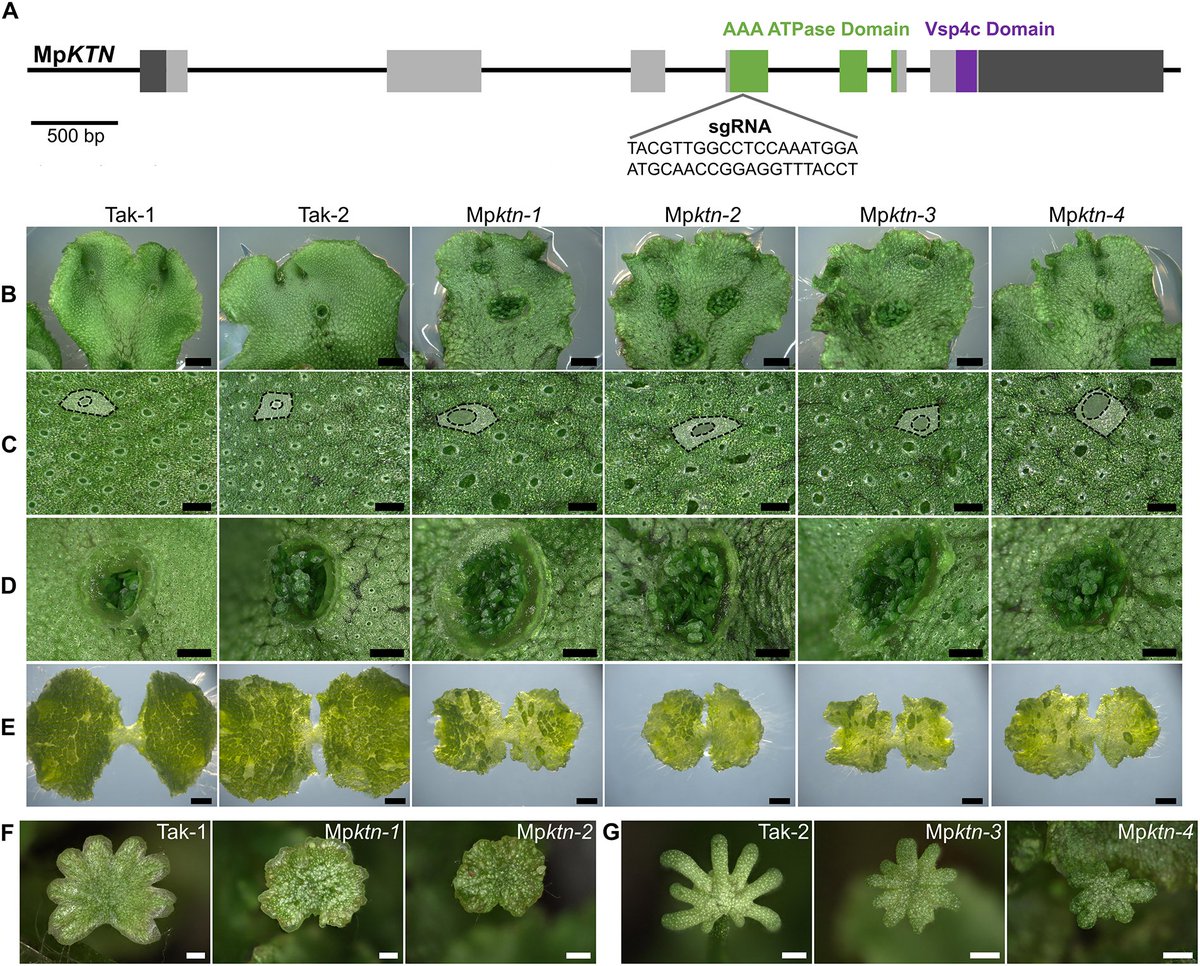KATANIN-mediated microtubule severing is required for MTOC organisation and function in Marchantia polymorpha Read this #DevSIDiversity Research Report by Sarah Attrill and Liam Dolan @DolanLab @gmivienna: journals.biologists.com/dev/article/15…