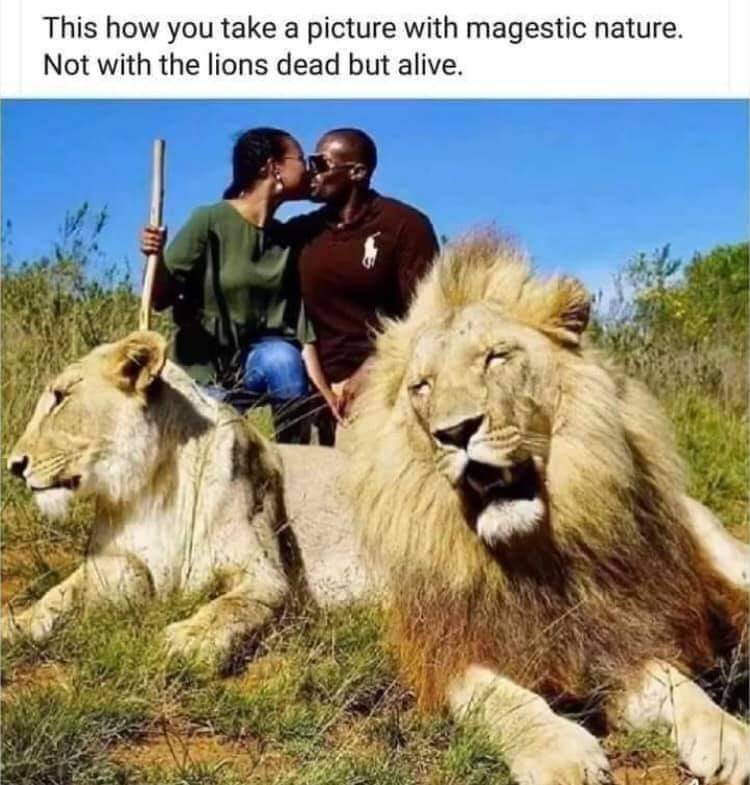 🦁 No trophy hunting 🦁