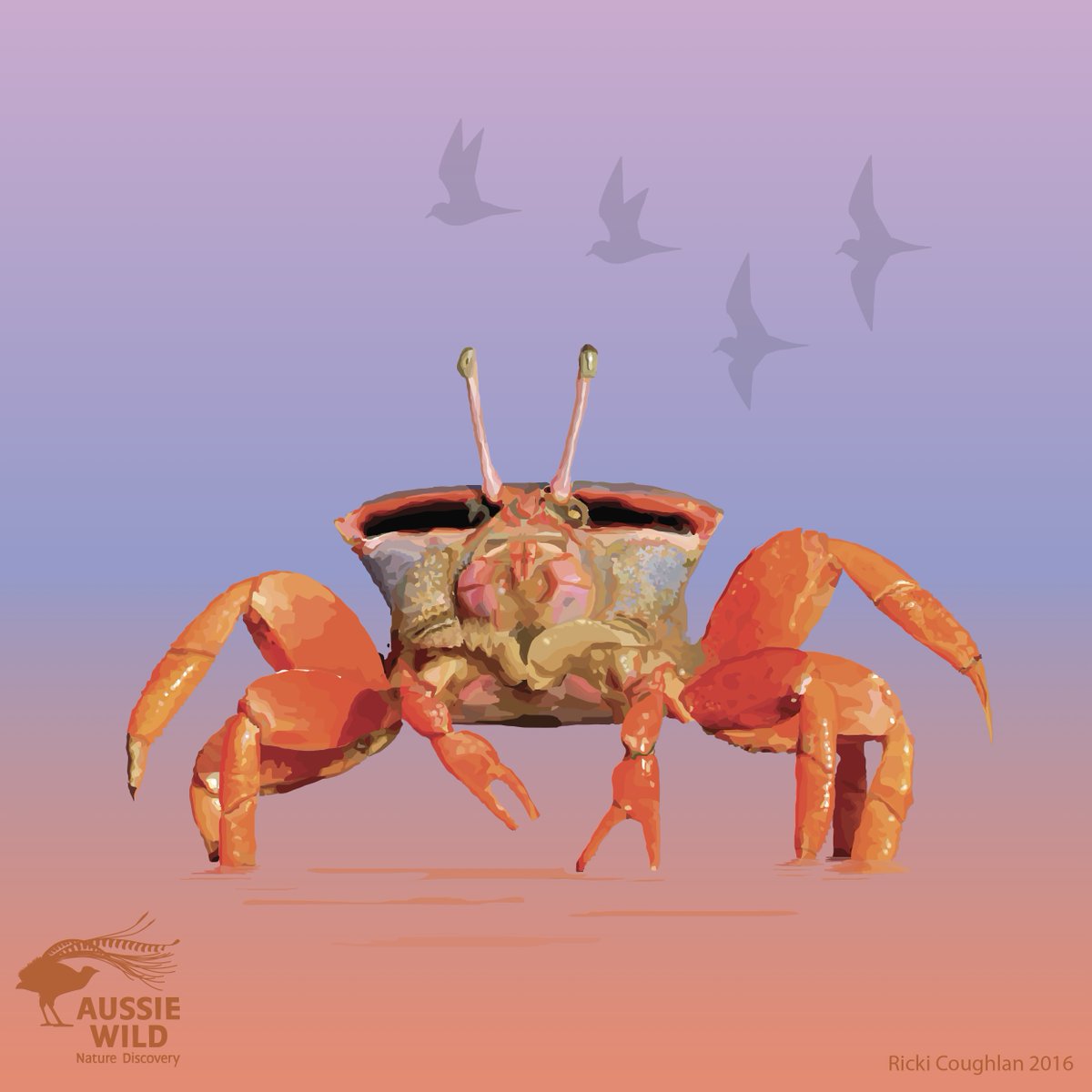 Flame Fiddler Crab . . . This species is highly abundant on the mudflats of Roebuck Bay, North Western Australia. I was inspired to create this by some of the images I took during my time as Warden at @BroomeBirdObs some years ago. #crab #crabbing #nature #WildOz