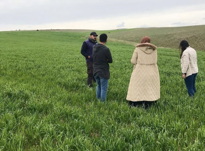 İlçe Müdür Vekilimiz Hacer ŞİMŞEK ve Müdürlüğümüz teknik personeli, ilçemiz Karlık Mahallesinde hububat ekili alanlarda fenolojik takip, hastalık ve zararlı kontrolleri gerçekleştirmiştir.