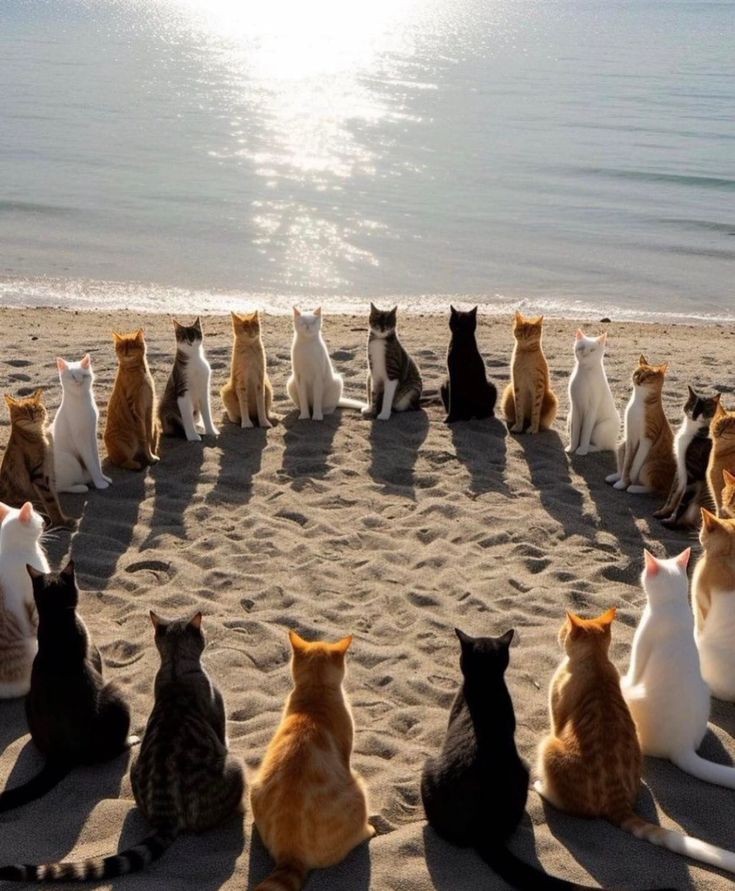 All the cats are having a meeting at the seaside.