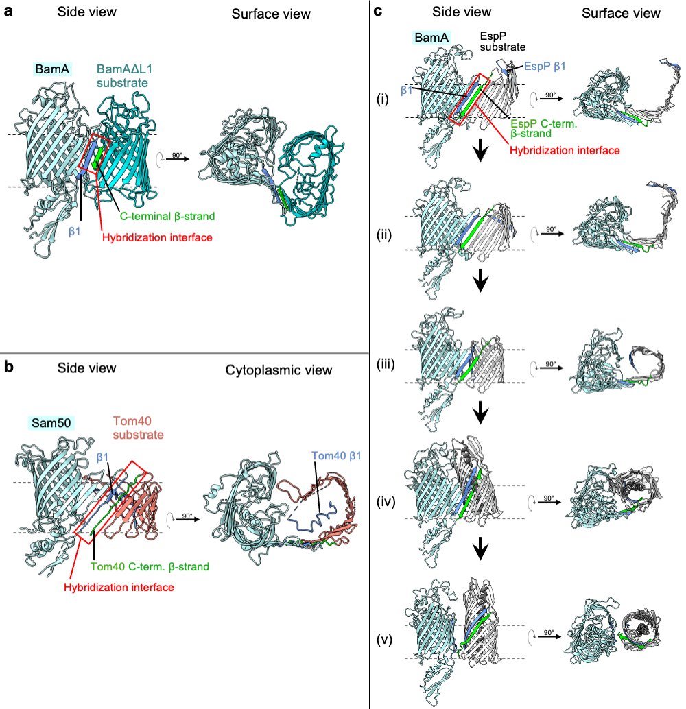 Dr Matthew Doyle (@doylemt1) on Twitter photo Interested in membrane protein folding? My student
<a href="/AlfredHartojo29/">Alfred Hartojo</a>
has published a lovely piece where he discusses recent evidence that suggests that all membrane β-barrels are folded via hybrid-barrel intermediates.
<a href="/Sydney_ID/">Sydney ID</a>
<a href="/syd_health/">Sydney Health</a>
<a href="/Sydney_DDI/">Centre for Drug Discovery Innovation</a>
sciencedirect.com/science/articl… Interested in membrane protein folding? My student
<a href="/AlfredHartojo29/">Alfred Hartojo</a>
has published a lovely piece where he discusses recent evidence that suggests that all membrane β-barrels are folded via hybrid-barrel intermediates.
<a href="/Sydney_ID/">Sydney ID</a>
<a href="/syd_health/">Sydney Health</a>
<a href="/Sydney_DDI/">Centre for Drug Discovery Innovation</a>
sciencedirect.com/science/articl…