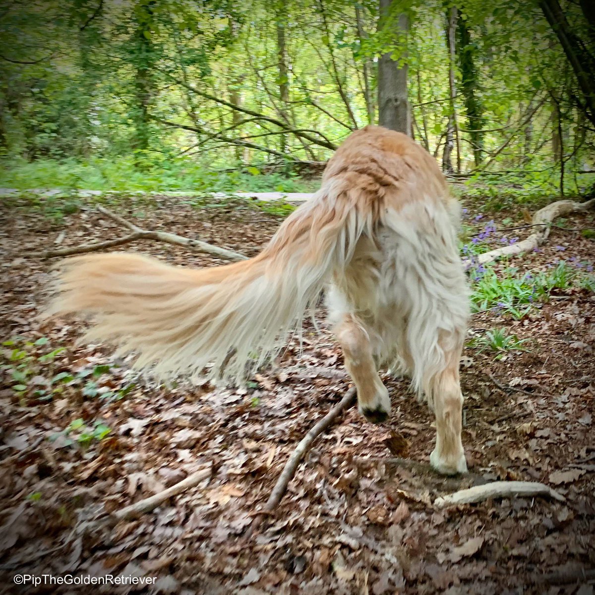 🍃🐶🌿

We’ve reached the tail end of the week. It’s #FluffyButtFriday!

#GRC 🐕😀🐾