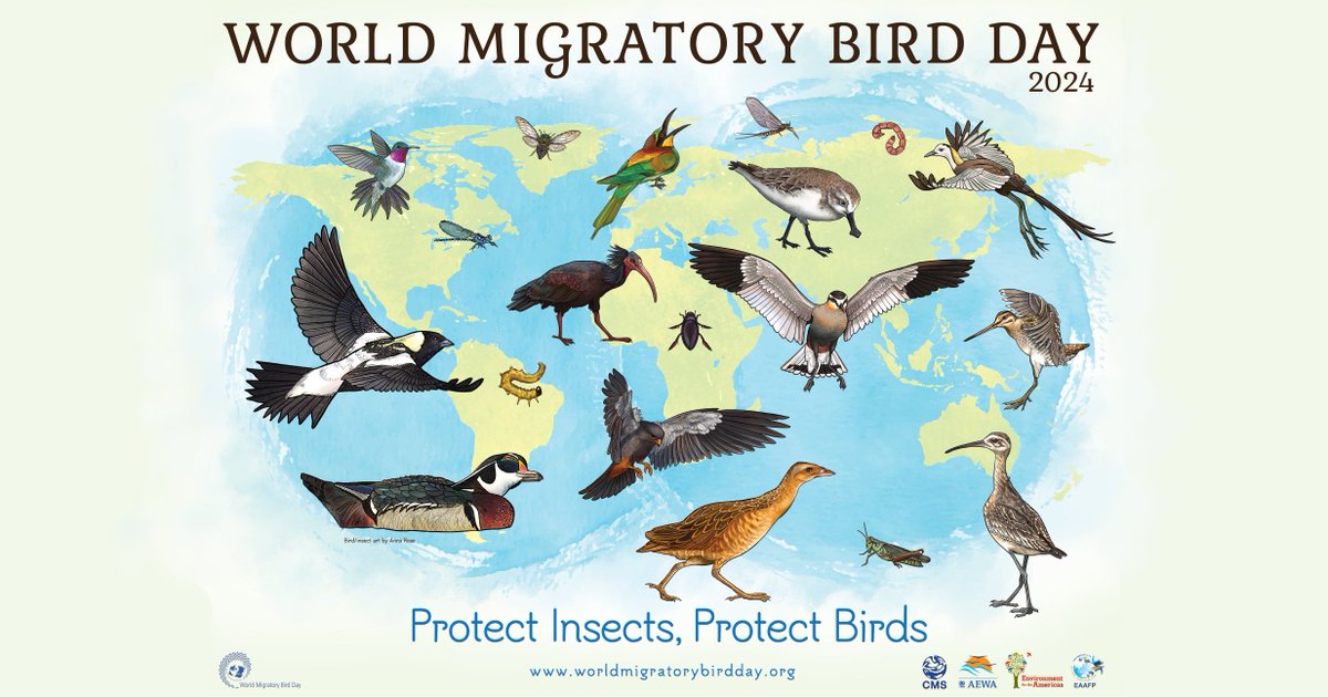 🎉The CIC joins in celebrating World Migratory Bird Day 2024! #WMBD2024

🌿This year’s campaign underscores the role of #insects in supporting migratory birds, calling on people to:

▪️Reduce pesticide and fertilizer use
▪️Promote organic farming
▪️Preserve natural habitats