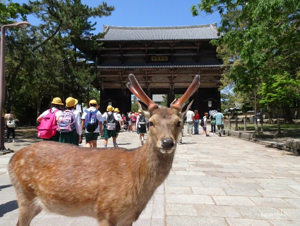 今日の奈良公園散歩 ①県庁前②登大路園地③奈良国立博物館④東大寺南大門 #narapark